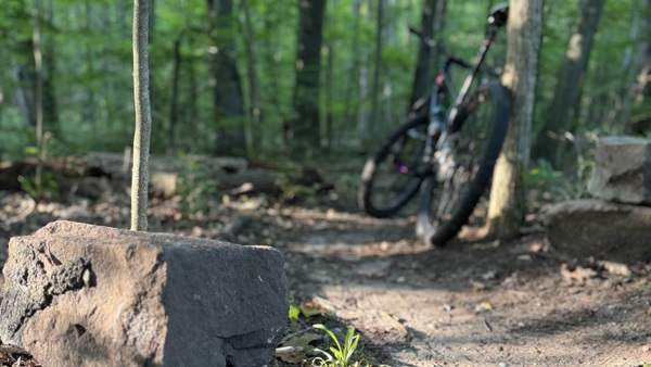 Wild Card at Paris Park